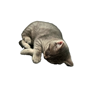 A Cute Gray Kitten Peacefully Sleeping On A Textured Gray Surface. 19405 - Cat PNG image with transparent background